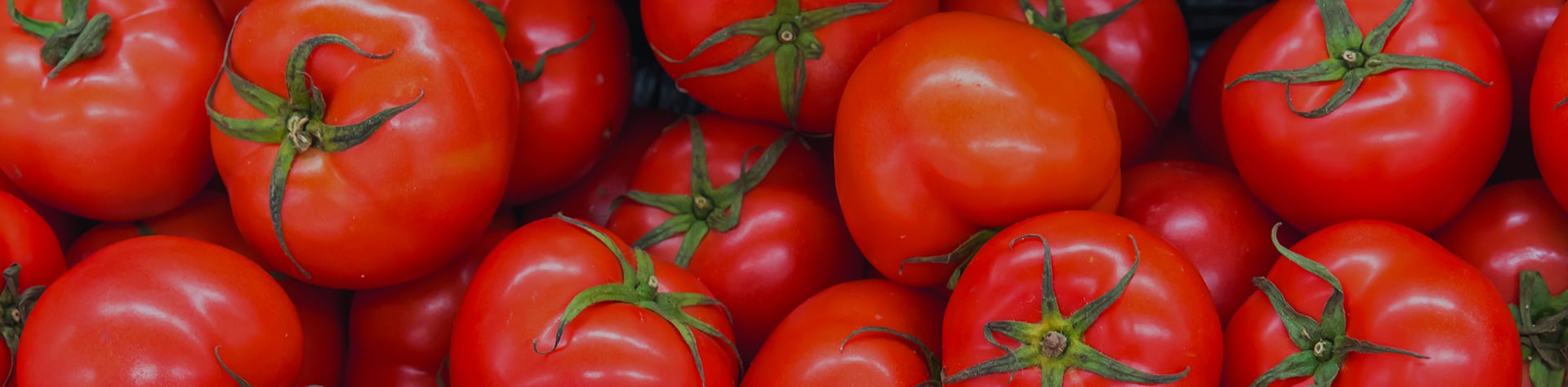 La tomate
